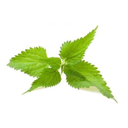 Nettle