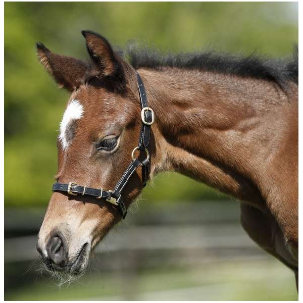 Thin Leather Foal/Shetland Headcollar