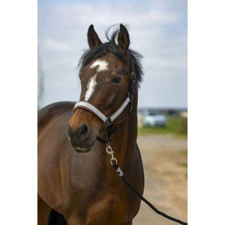 Nylon Check Headcollar