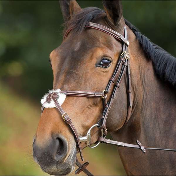 Mexican Bridle