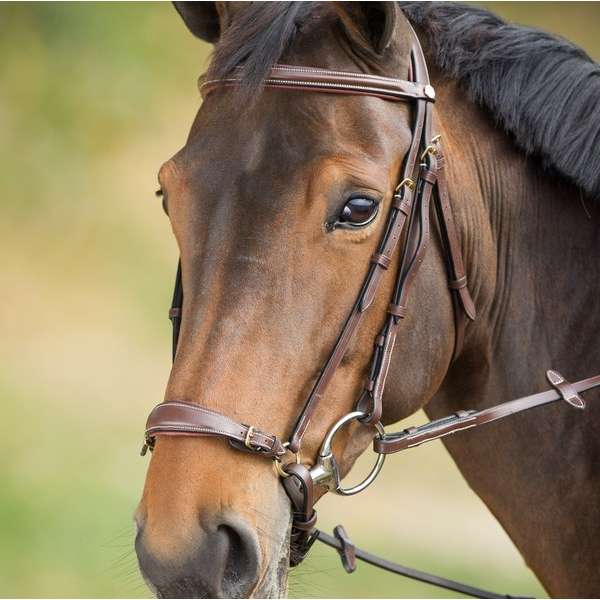 Drop Noseband Bridle