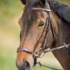 Drop Noseband Bridle