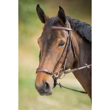 Drop Noseband Bridle