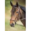 Drop Noseband Bridle