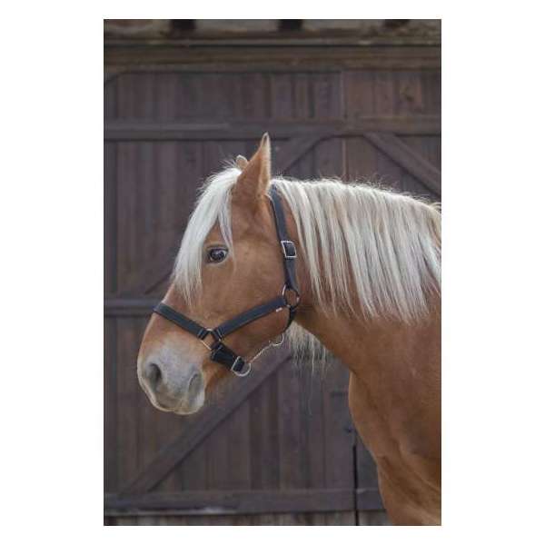 Norton Pro Headcollar Draught Hrose