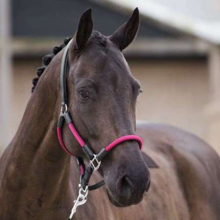 HVPFrankie Headcollar