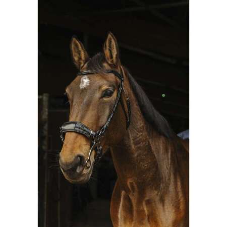 Hackamore Bridle