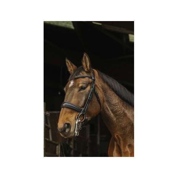 Basal Bridle