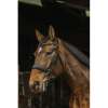 Basal Bridle