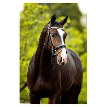 BR Bridle Windermere
