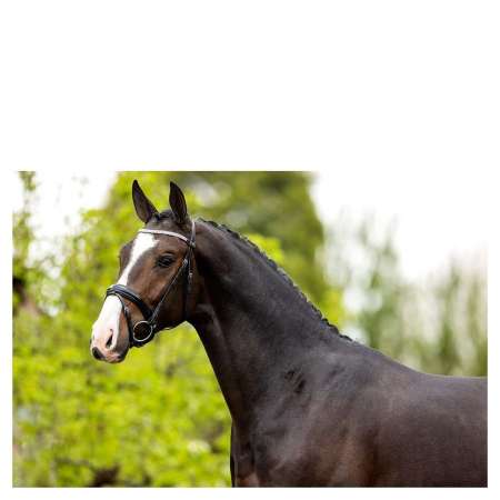 BR Bridle Windermere