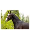 BR Bridle Windermere