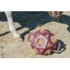 Relax Horse Play & Hay Ball