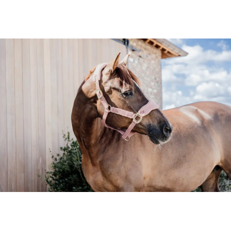 Teddy Fleece Halter