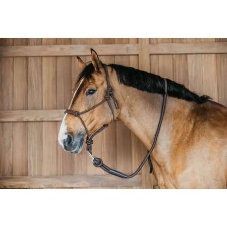 Training Halter