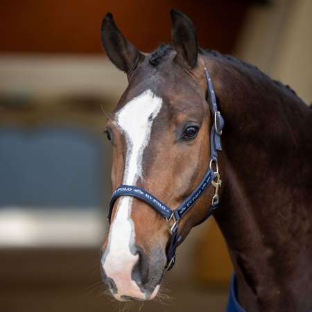 HVPNena Headcollar