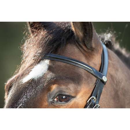 Regular Bridle