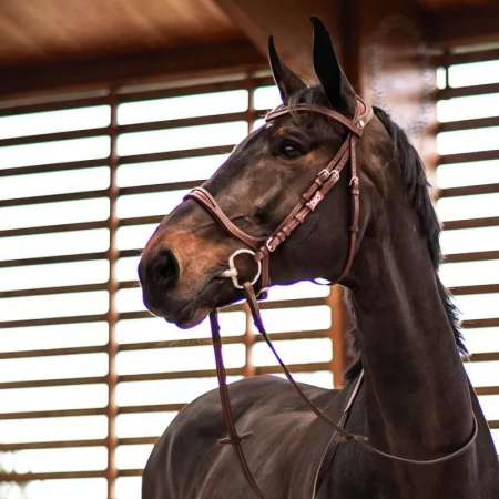 CWD Flexmotion Bridle