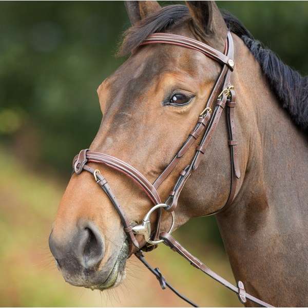 Anatomic Bridle