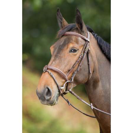 Anatomic Bridle