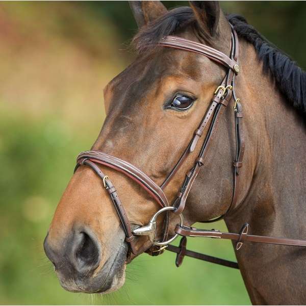 "Comfort" Bridle