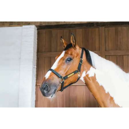 Leather Halter Wellington
