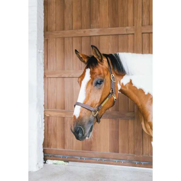 Leather Halter Wellington