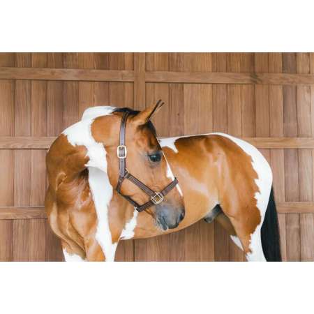 Leather Halter Wellington