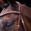 HVPLegacy Bridle