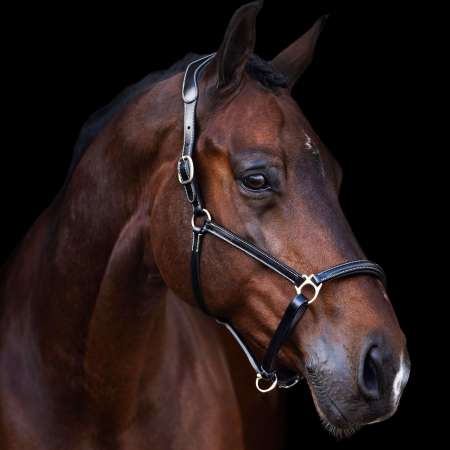 HVPLegacy Headcollar