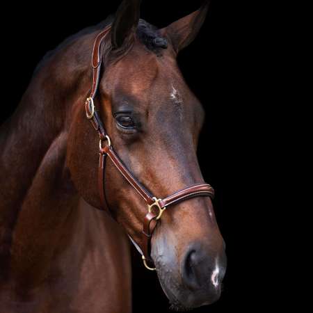 HVPLegacy Headcollar