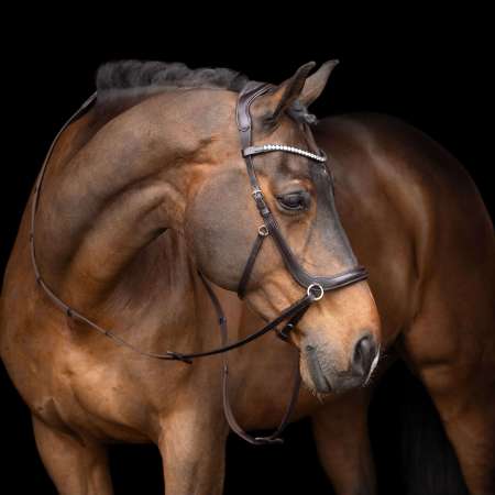 Bridon sans Mors HVPLegacy