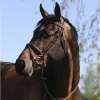 Equipro Bridle