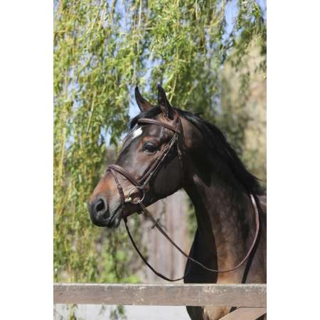 Equipro Bridle