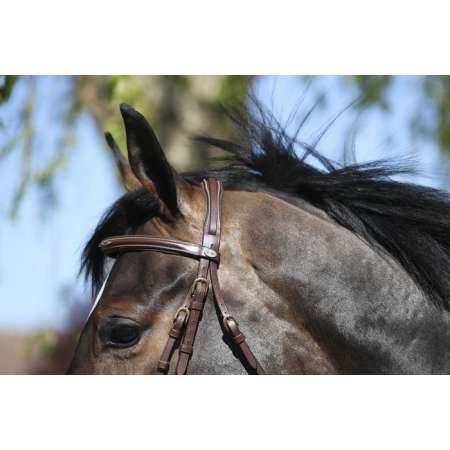 Equipro Bridle