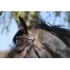 Equipro Bridle