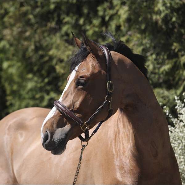 Headcollar Equipro