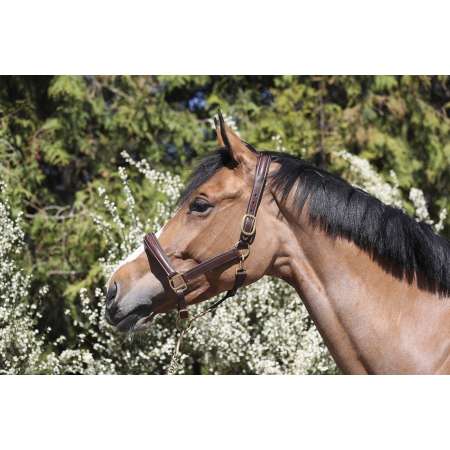 Headcollar Equipro