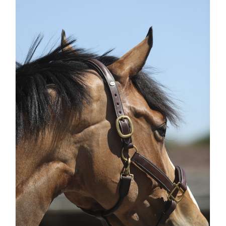 Headcollar Equipro