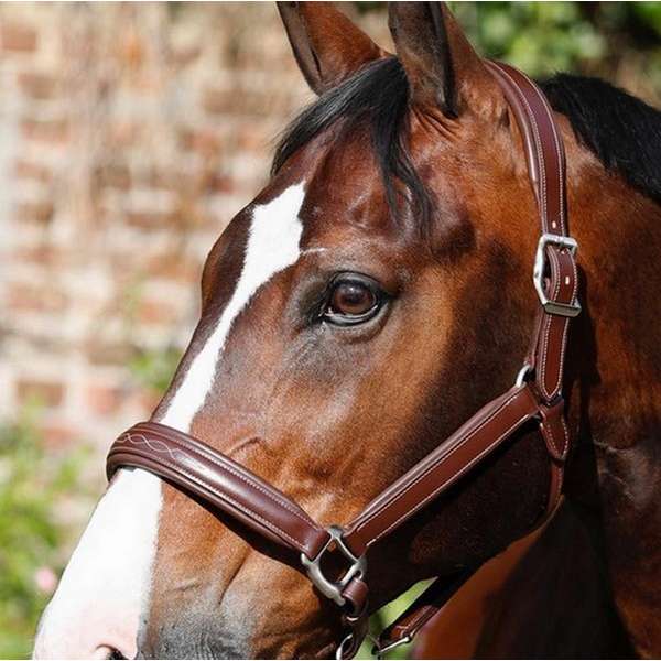 Masters headcollar