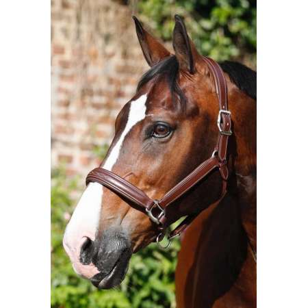 Masters headcollar