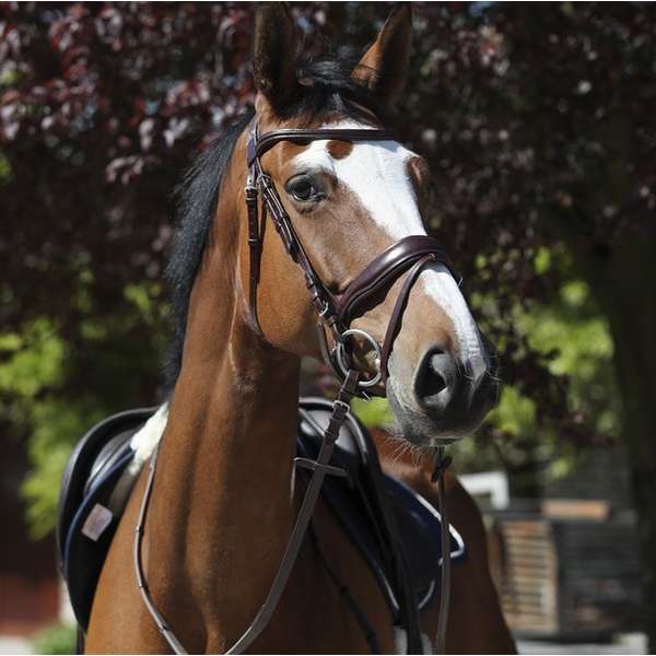 Masters Dressage Bridle