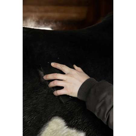 Etrille Kentucky en Acier