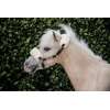 Kentucky Tiny Leder halster wol