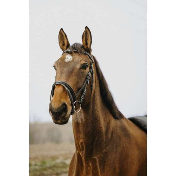 Norton Club - Strass V - Bridle