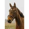 Norton Club - Strass V - Bridle