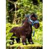 Poney Jouet Bubbles LeMieux