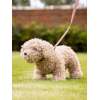 Toy Puppy Chester LeMieux