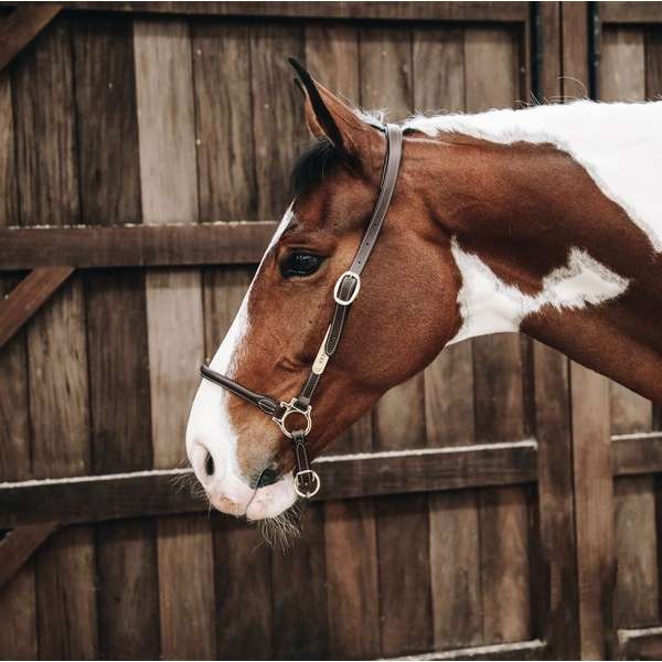 Leather Grooming Headcollar