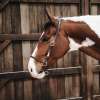 Leder Grooming Halster